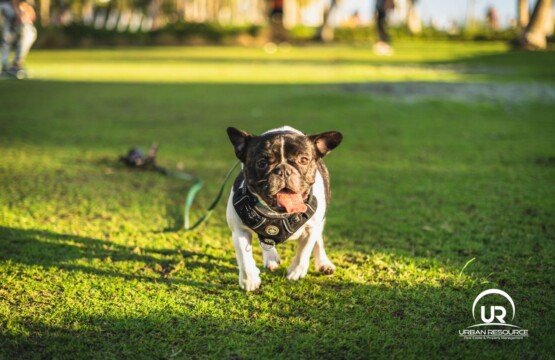 Dog Friendly Beaches & Parks in Miami Beach: The Life of Dogs